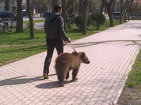 Bear in russia being walked on a leash