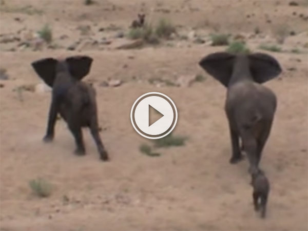 Elephants protect baby from wild dogs (Video)