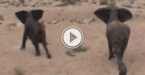 Elephants protect baby from wild dogs (Video)