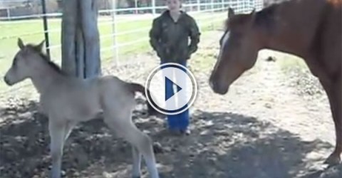 Foal sneezes and falls over (Video)