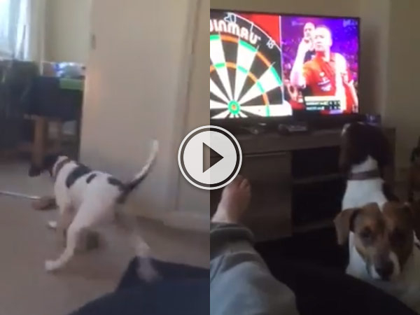 Dog chases darts throw that is on the TV.