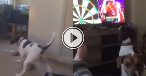 Dog chases darts throw that is on the TV.