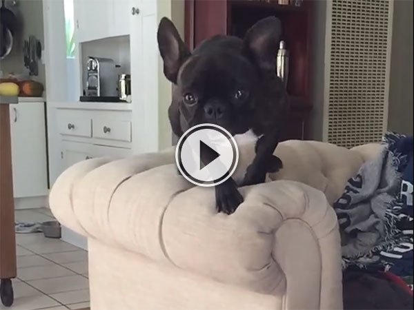 French Bulldog collides with other dog (Video)