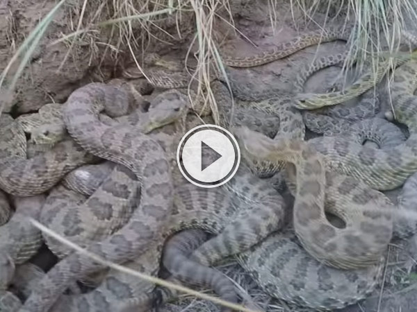 Guys GoPro attached to a drone gets hit off by a snake strike and he goes and gets it.