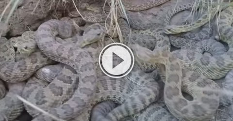 Guys GoPro attached to a drone gets hit off by a snake strike and he goes and gets it.