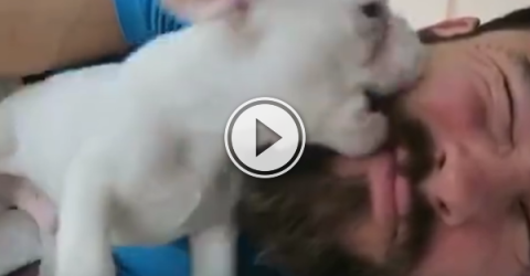 Definitely the cutest way to wake up in the morning (Video)