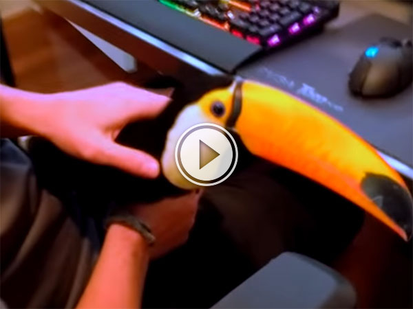 Toucan acts and is treated like a household pet (Video)