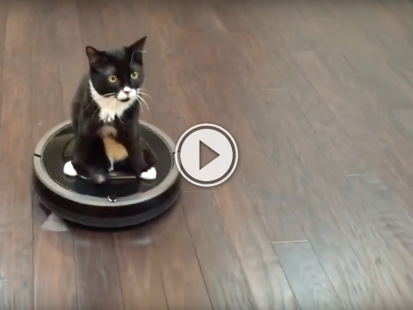 Cute 2 legged cat trades in his wheels for better ones (Video)