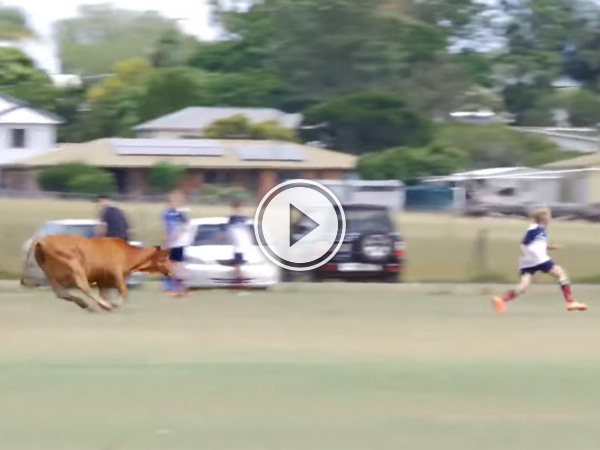 Cow runs on the pitch and it doesn't go well