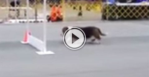 Basset Hound takes agility course at a leisurely pace (Video)