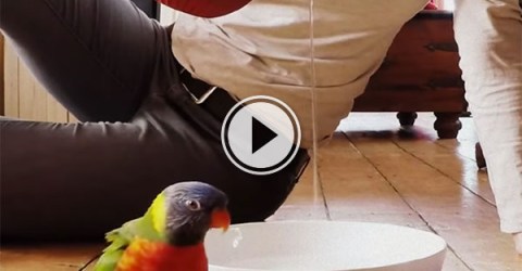 Parrot doing a 'Rain Dance' (Video)