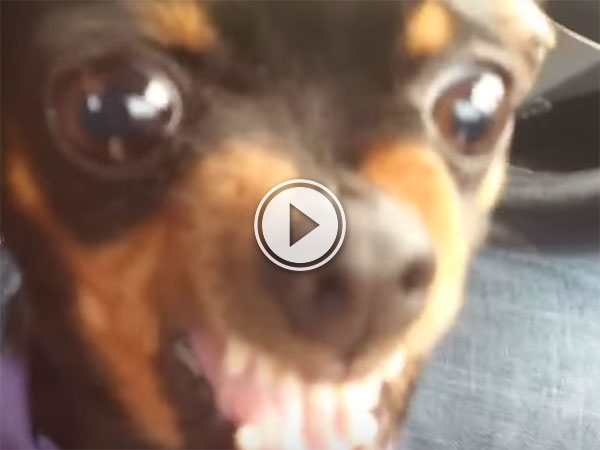 Angry dog doesn't want to go to Mummy (Video)