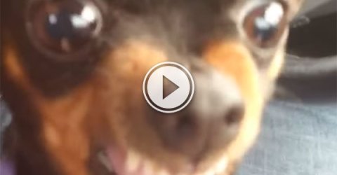 Angry dog doesn't want to go to Mummy (Video)