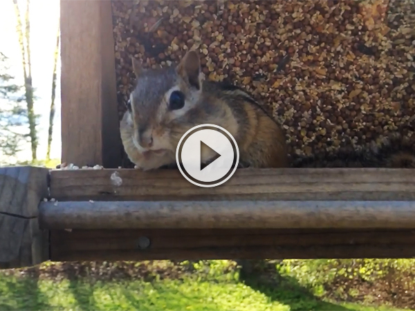 Video grab of a chipmunk caught red-handed