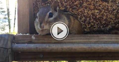 Video grab of a chipmunk caught red-handed