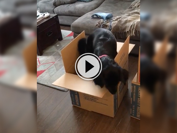 Cute video of a black mutt in a carton box.