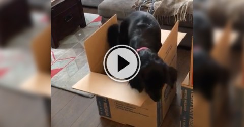 Cute video of a black mutt in a carton box.