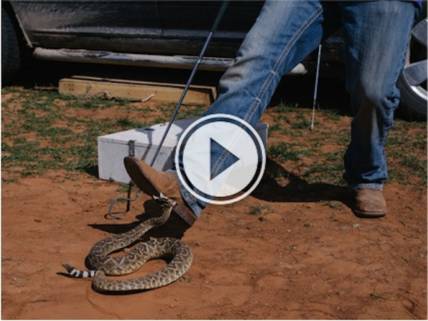 Dangerous video of man escaping the venom of a poisonous rattle snake.