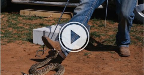 Dangerous video of man escaping the venom of a poisonous rattle snake.