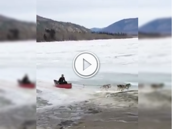 Nothing like a dog powered canoe to get you to work! (Video)