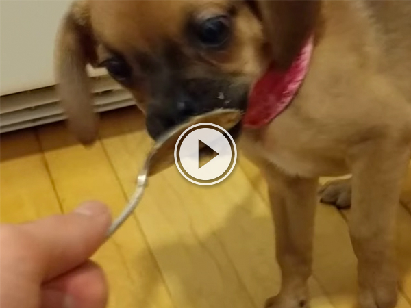 A brown pup with a pink dog collar licks on a steel spoon!
