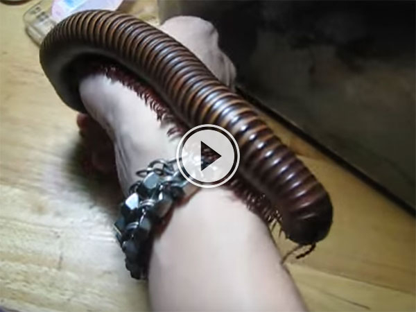 Giant Millipede crawls up arm (Video)