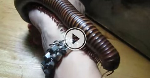 Giant Millipede crawls up arm (Video)