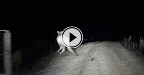 Kangaroo attacks car in Australia (Video)