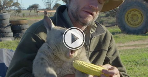 Wombat farts and eats corn on the cob like a boss (Video)