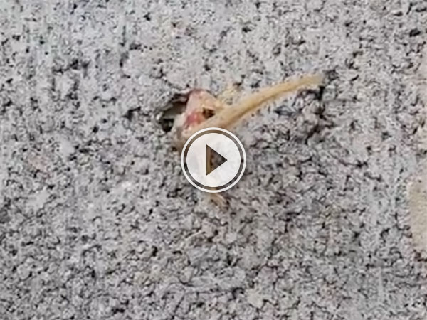 Lizard stuck in wall in Thailand (Video)