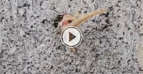 Lizard stuck in wall in Thailand (Video)