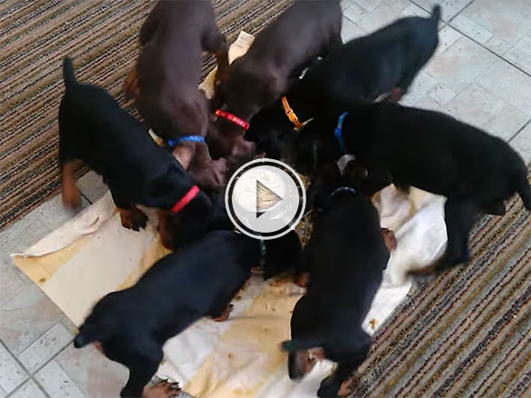 Puppy Pinwheel is far too cute (Video)
