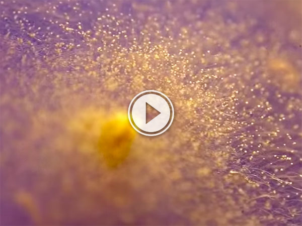 Even mold is sexy with a Game of Thrones twist (Video)