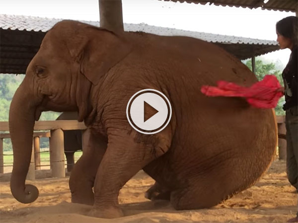 Elephant falls asleep after Lullaby (Video)