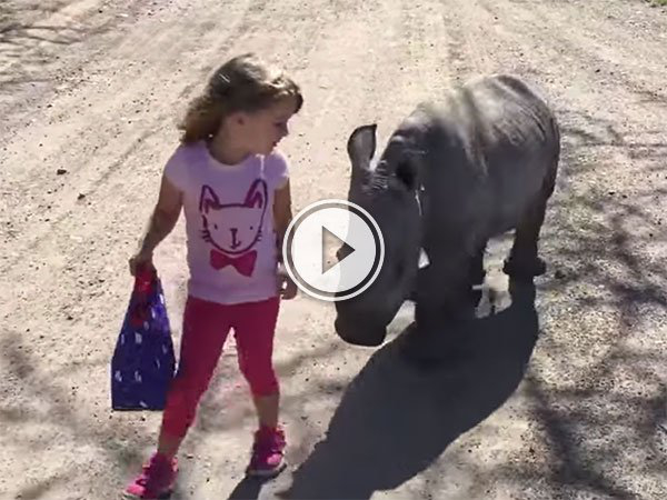 Cute little girl takes cute little rhino for a walk (Video)