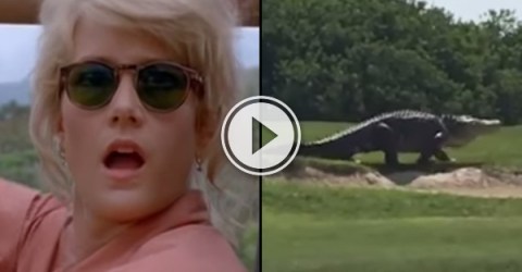 Alligator on golf course gets the Jurassic Park treatment (Video)