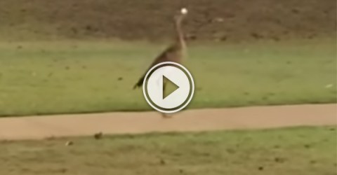 In this video Insane Bird Steals A Ball And Bounces It On The Cart Path