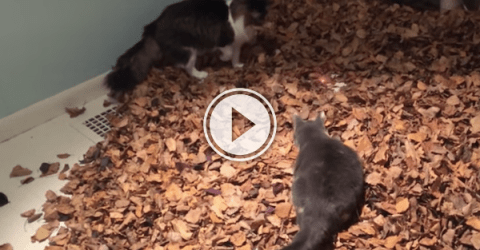 funny videos of cat leaf jumping and playing with laser pointer.