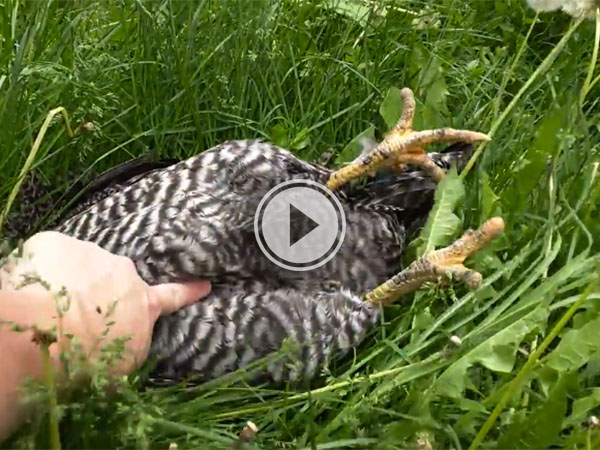 Person poking finder on the abdomen of a chicken lying in a field!