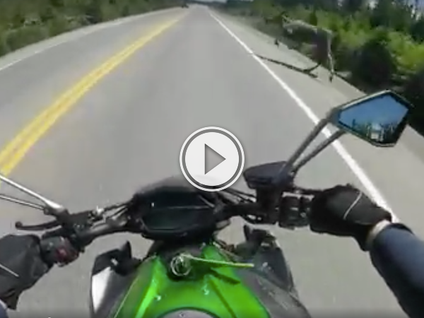 Surviving a near miss with a moose is a reason to celebrate! (Video)