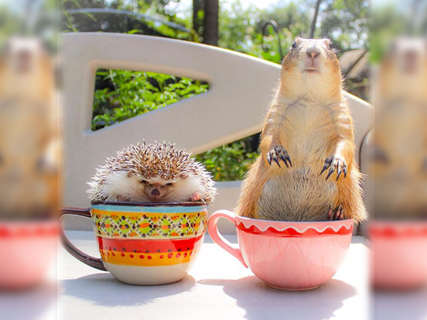 A charismatic duo of prairie dogs by the name of Bing and Swarley whose photos are now all over social media.