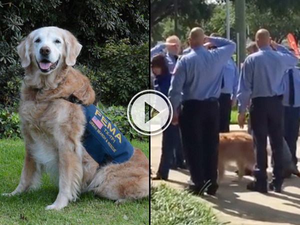 A brown dog and men in blue uniform saluting the dog!