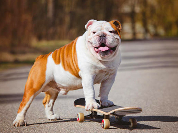 Brown and white mutt looking happy standing on a skateboard.