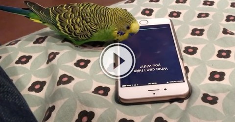 Screenshot of Parrot talking to Iphone siri