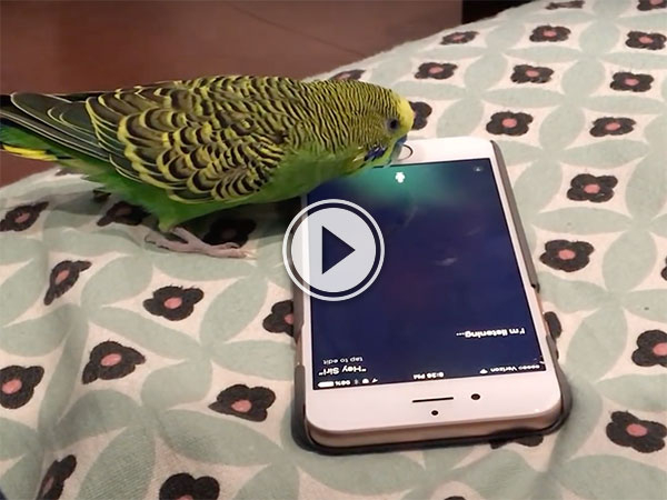 A parrot using an iPhone 6. (VIDEO)