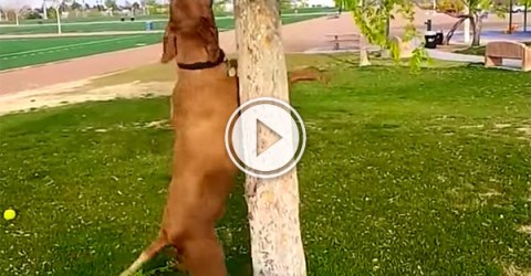 A compilation of dogs trying to get sticks off trees (Video)
