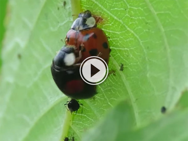 Ladybirds have public sex while slacking from work (Video)
