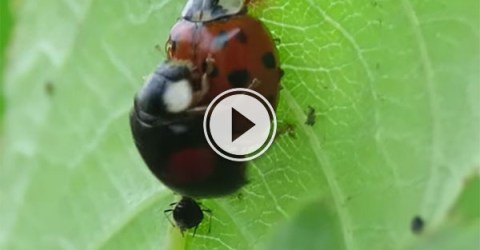 Ladybirds have public sex while slacking from work (Video)