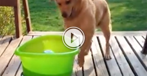 Dog plays with automatic fetch machine (Video)