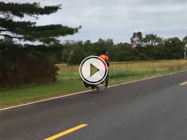 Turkey chases jogger down the road (Video)